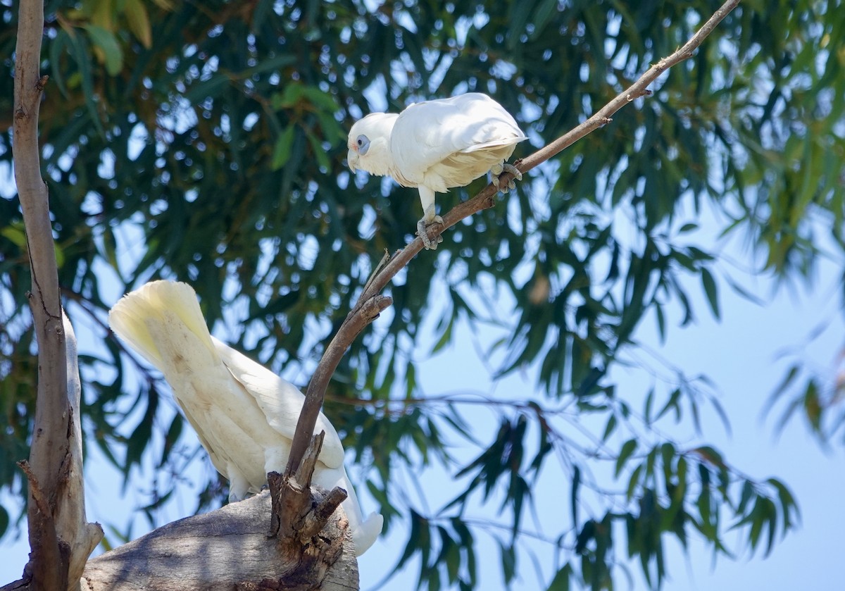 Little Corella - ML646279961