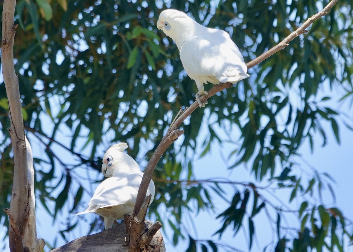 Little Corella - ML646279962