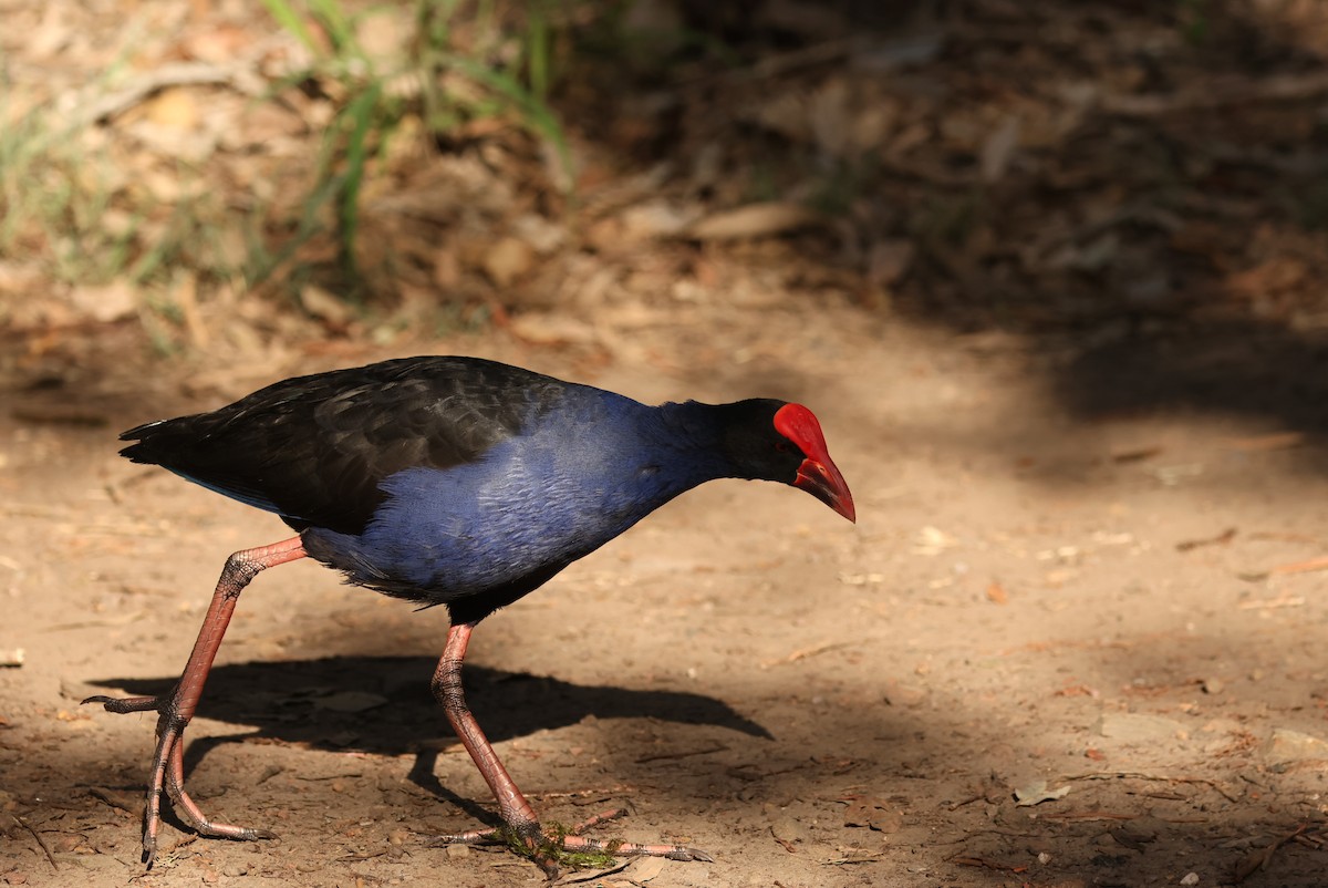 Australasian Swamphen - ML646279964