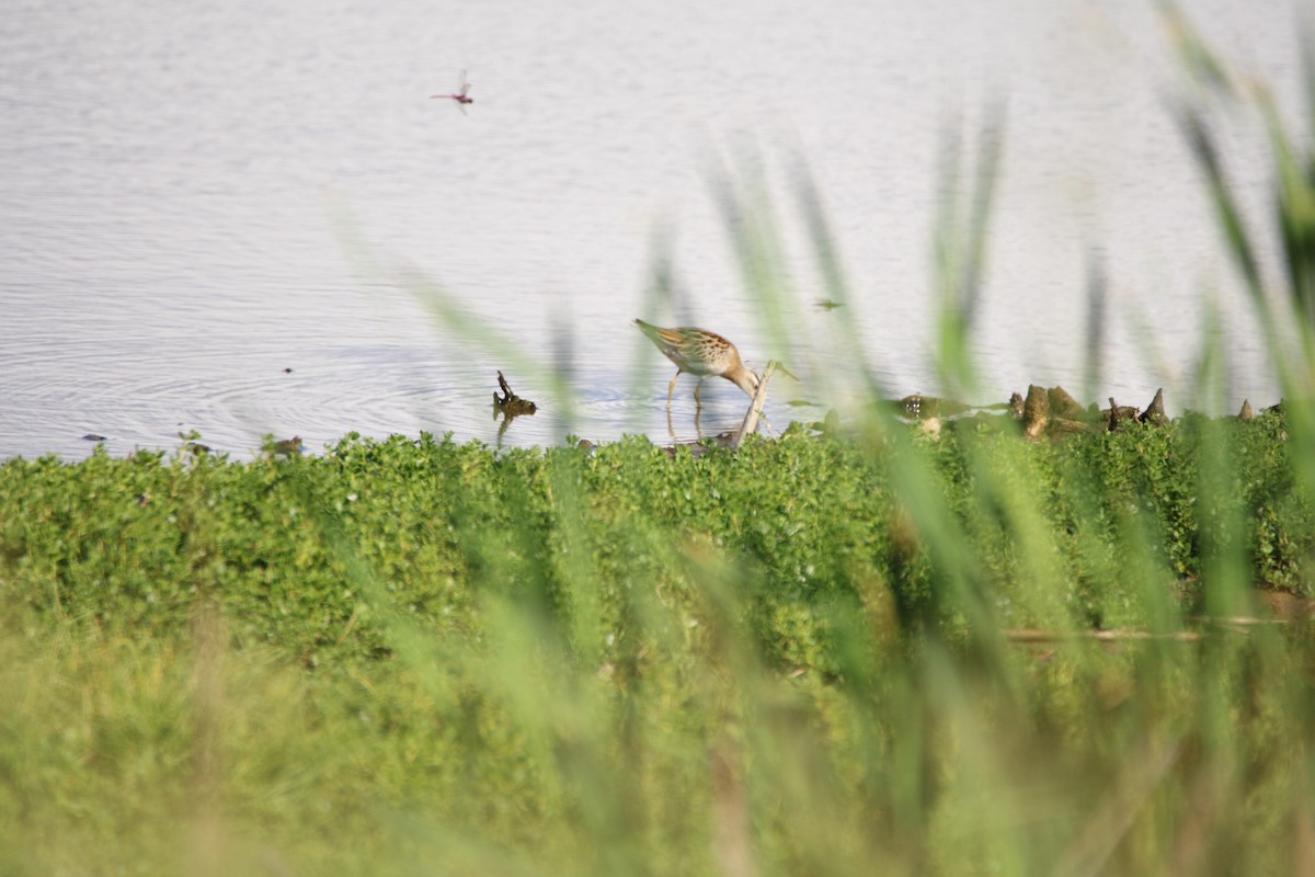 Sharp-tailed Sandpiper - ML646279965