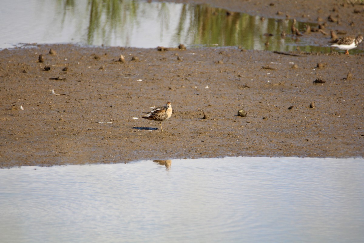 Sharp-tailed Sandpiper - ML646279966