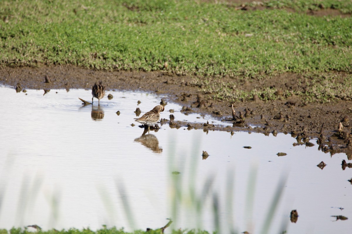 Sharp-tailed Sandpiper - ML646279967