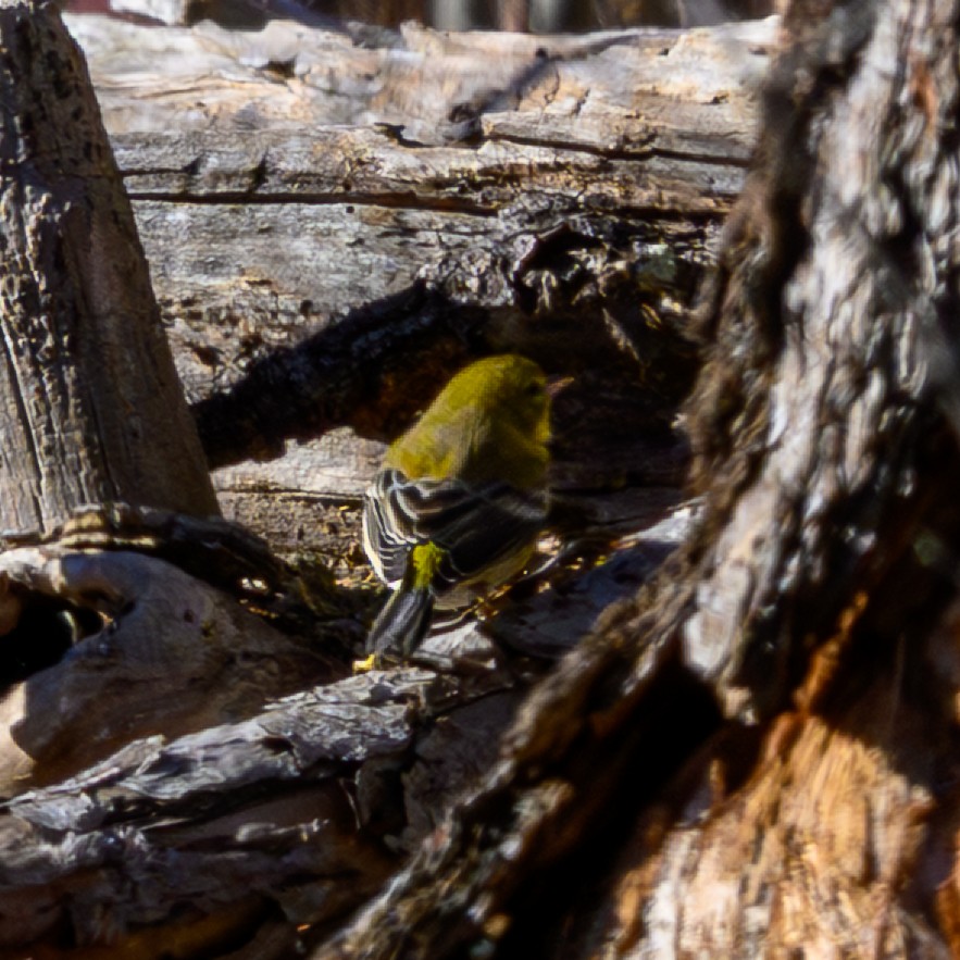 Pine Warbler - ML646279971