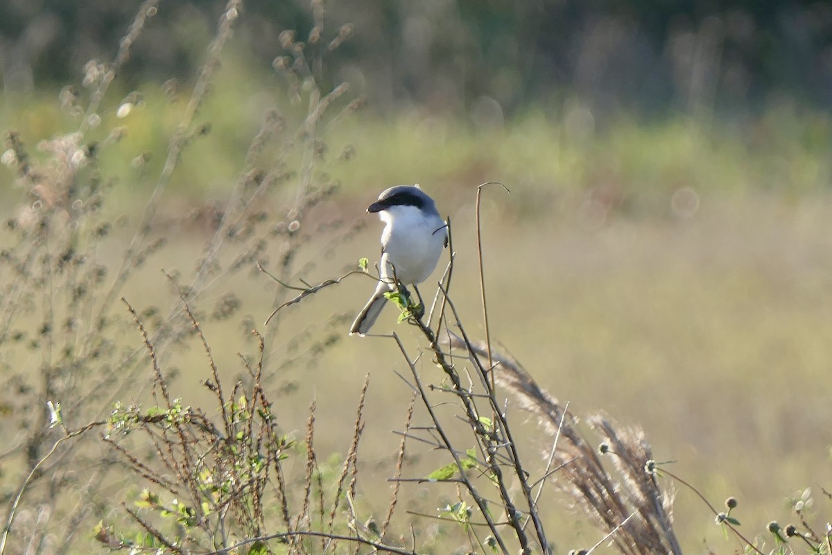 Loggerhead Shrike - ML646279972