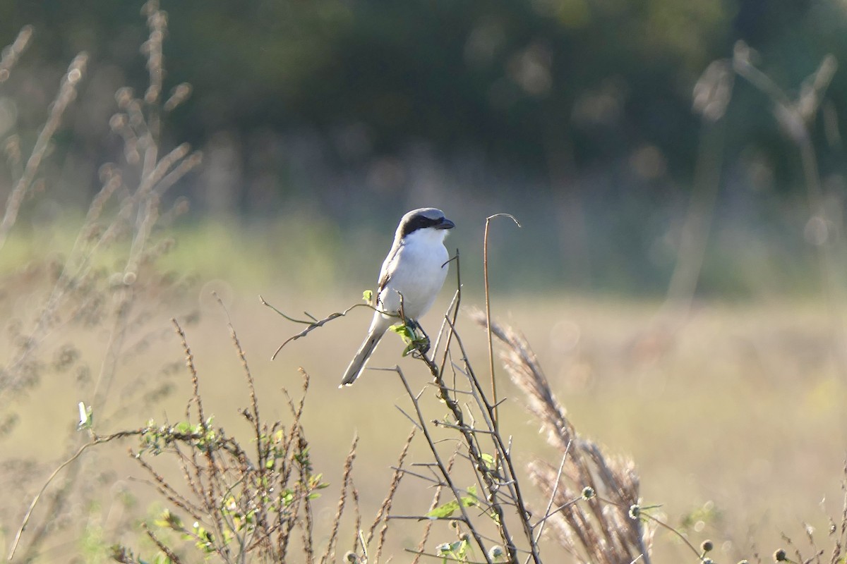 Loggerhead Shrike - ML646279973