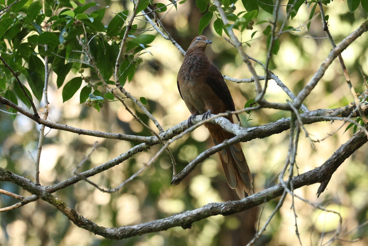 kanelgjøkdue - ML646279975