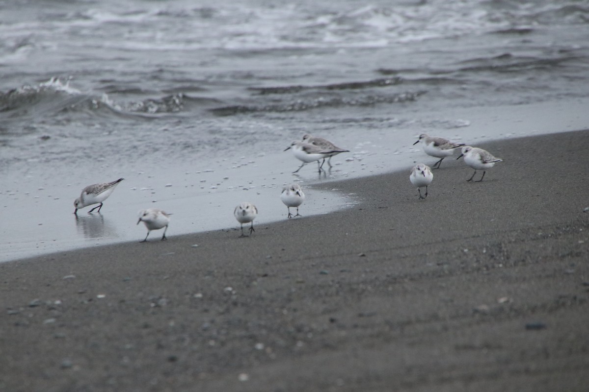 Sanderling - ML646279976