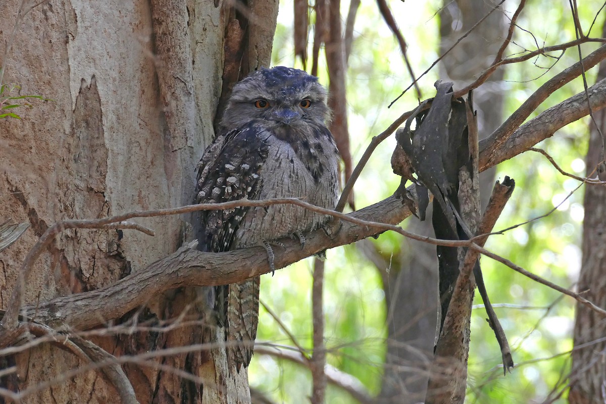 Podargo Australiano - ML646279977