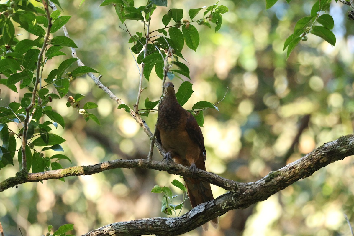 kanelgjøkdue - ML646279978