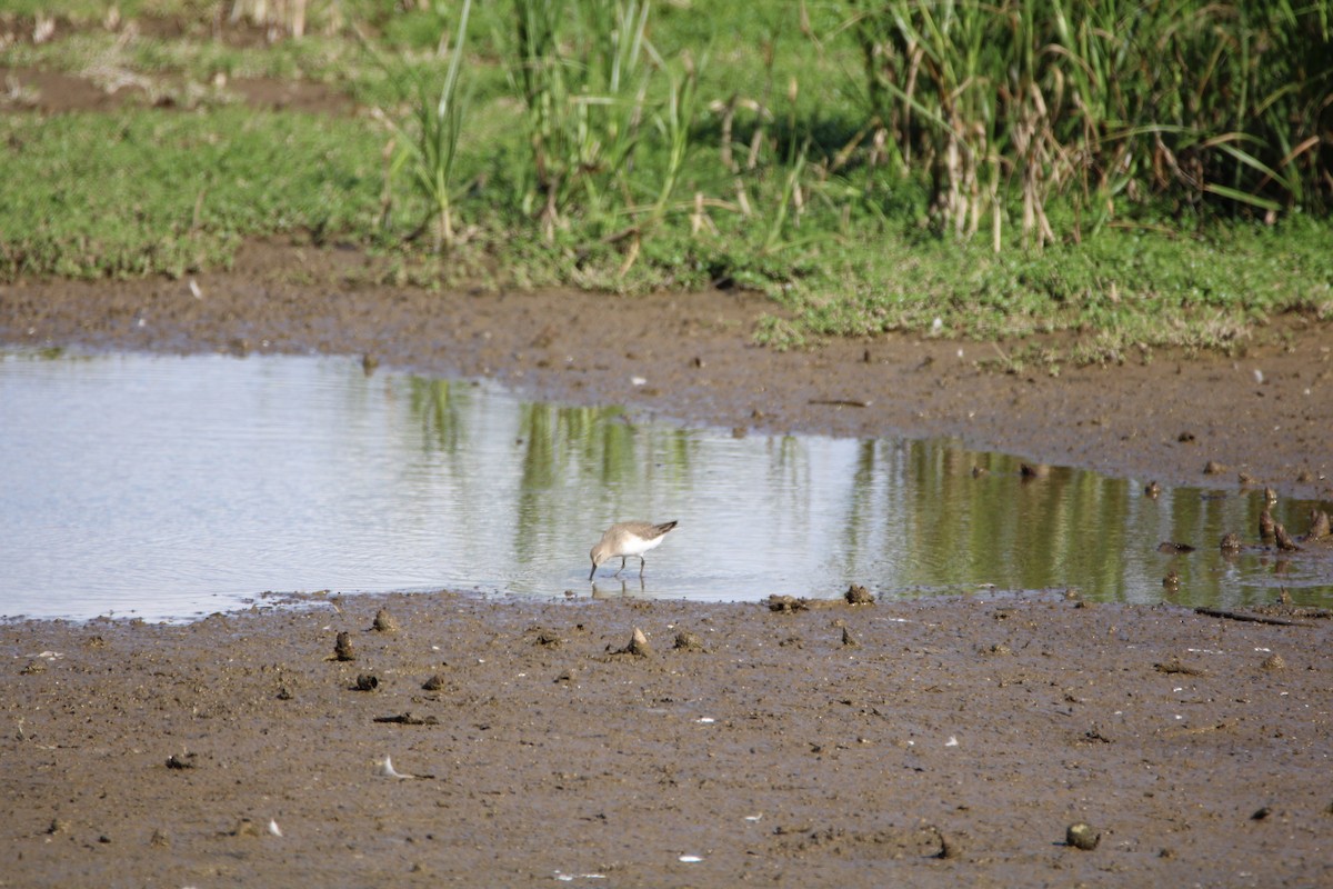 Dunlin - ML646279984