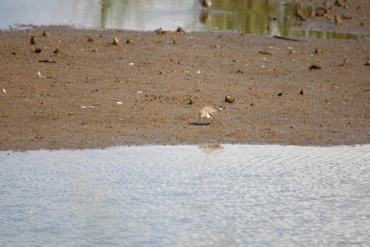 Dunlin - ML646279985