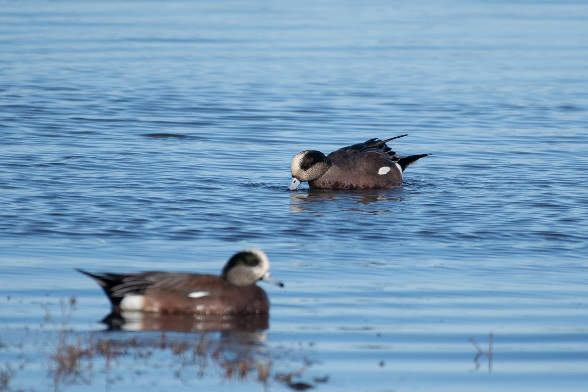 Fischione americano - ML646279987