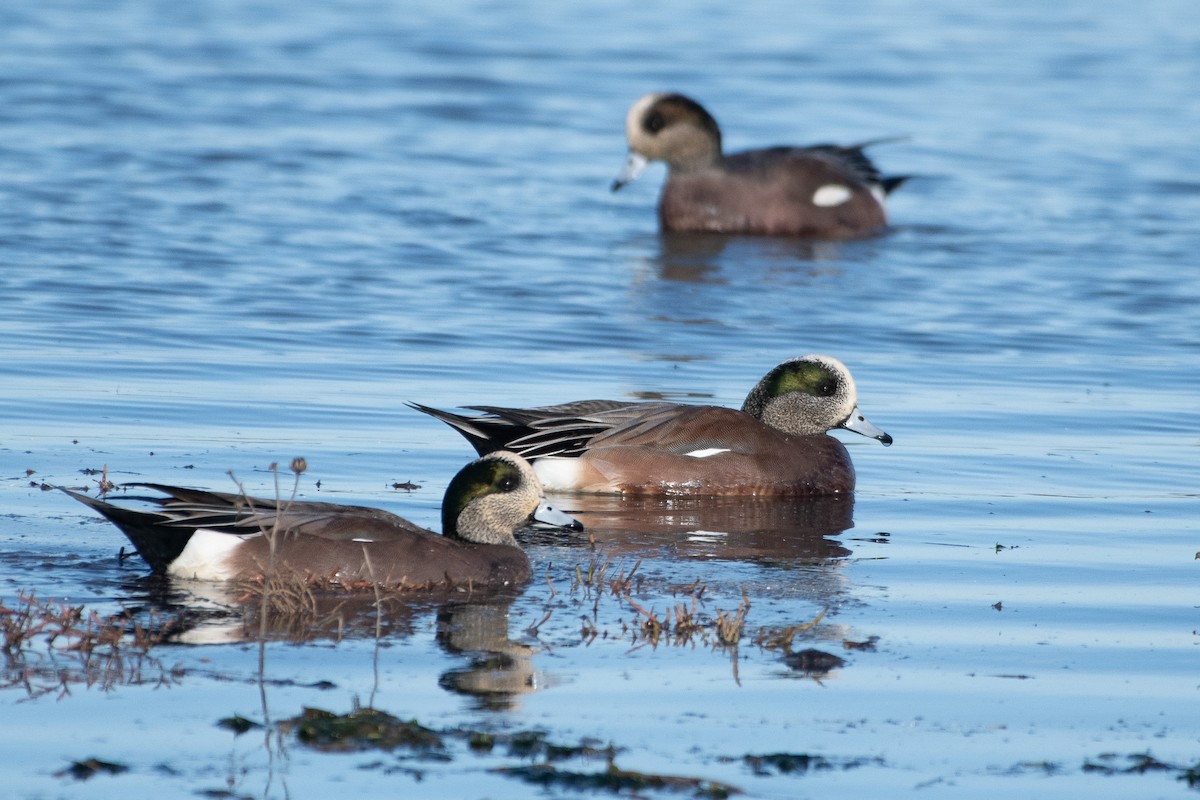 Fischione americano - ML646279988