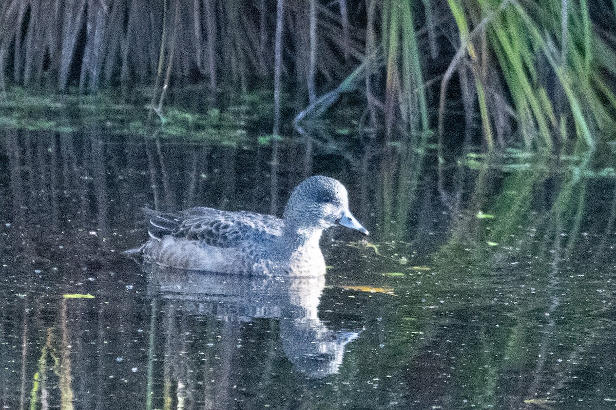 Fischione americano - ML646279989