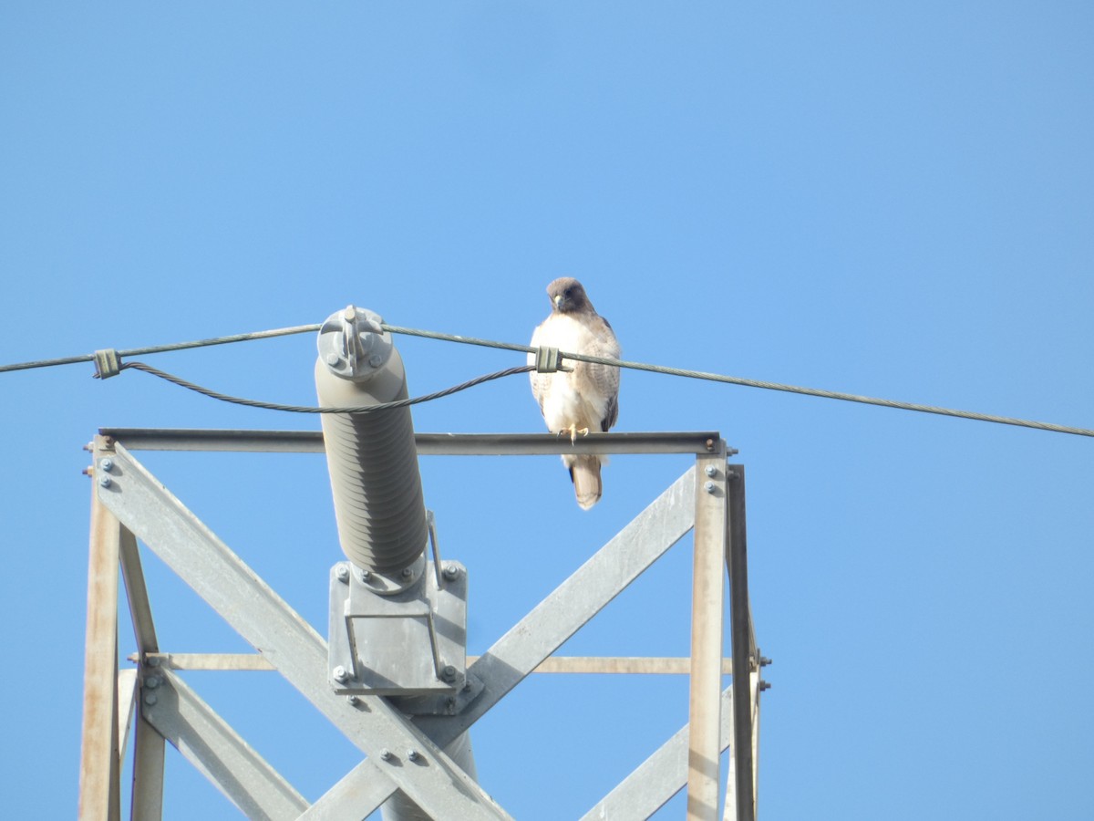 Busardo Colirrojo - ML646279991