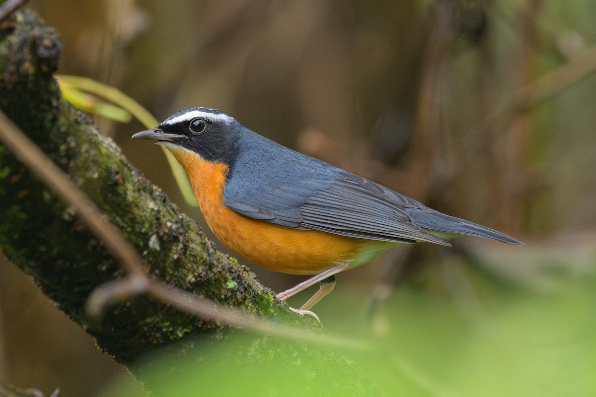 Indian Blue Robin - ML646279996