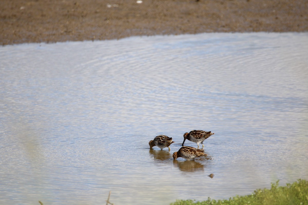 Wilson's Snipe - ML646279997