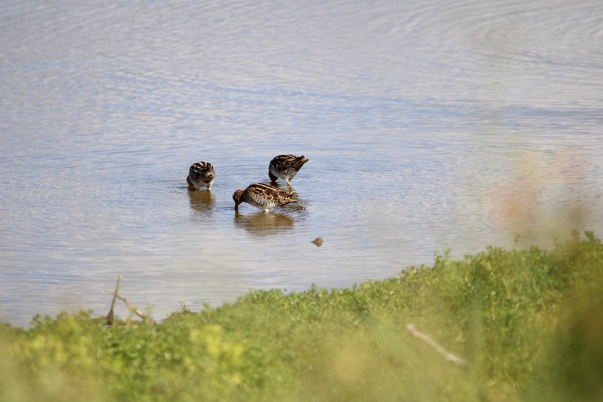 Wilson's Snipe - ML646279998