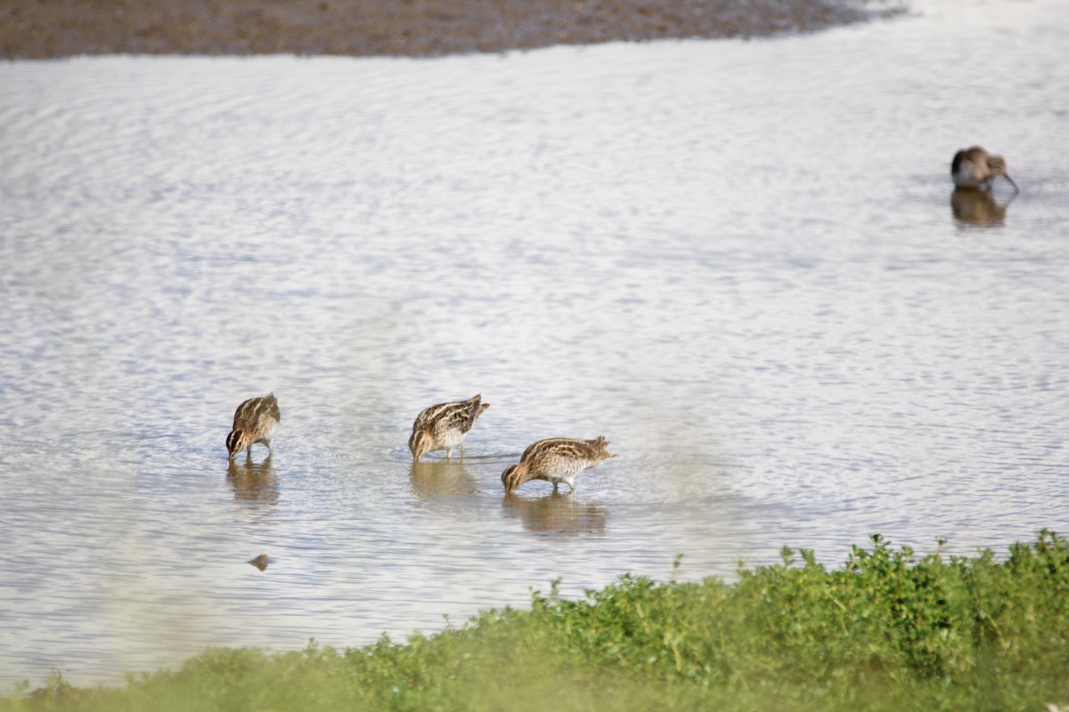 Wilson's Snipe - ML646279999