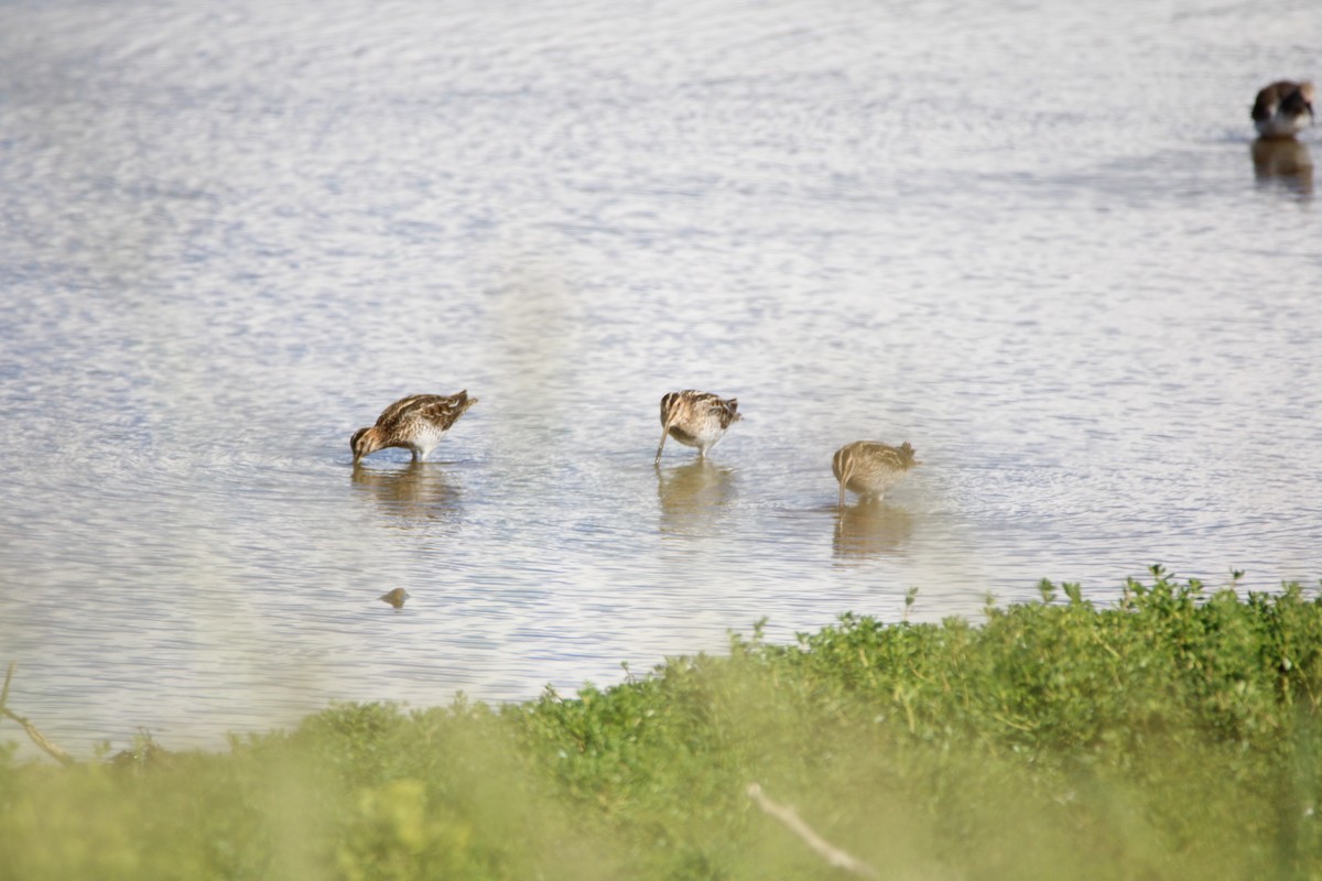 Wilson's Snipe - ML646280000