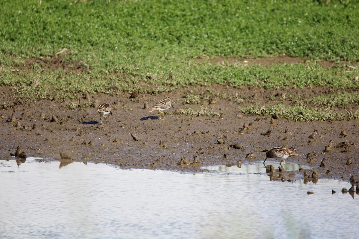 Wilson's Snipe - ML646280001
