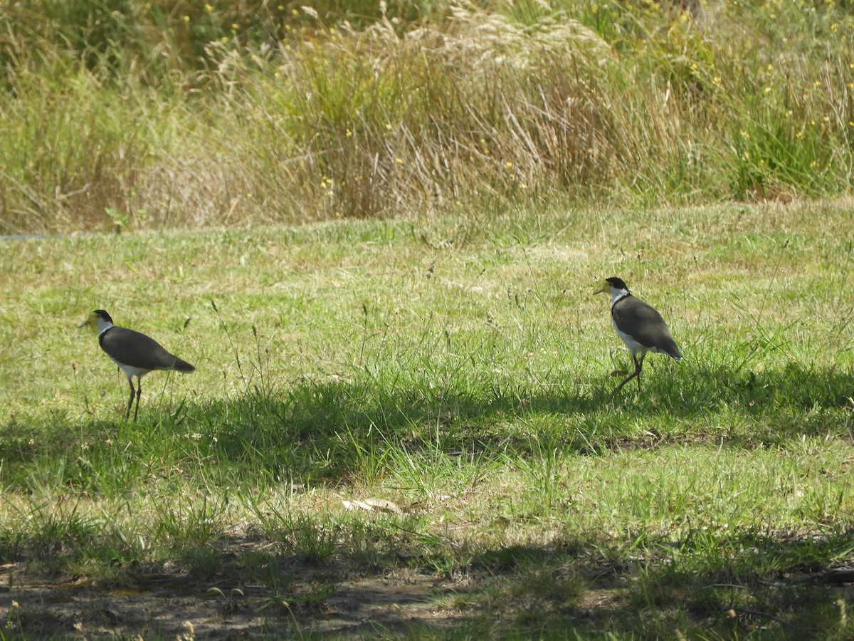 Masked Lapwing - ML646280004