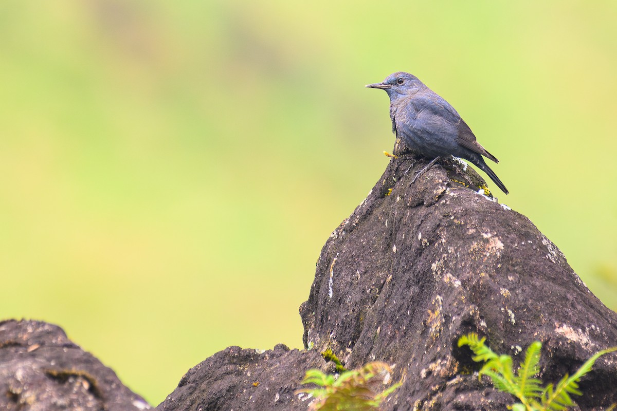Blue Rock-Thrush - ML646280007
