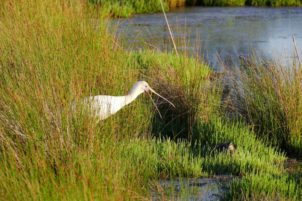 Yellow-billed Spoonbill - ML646280009