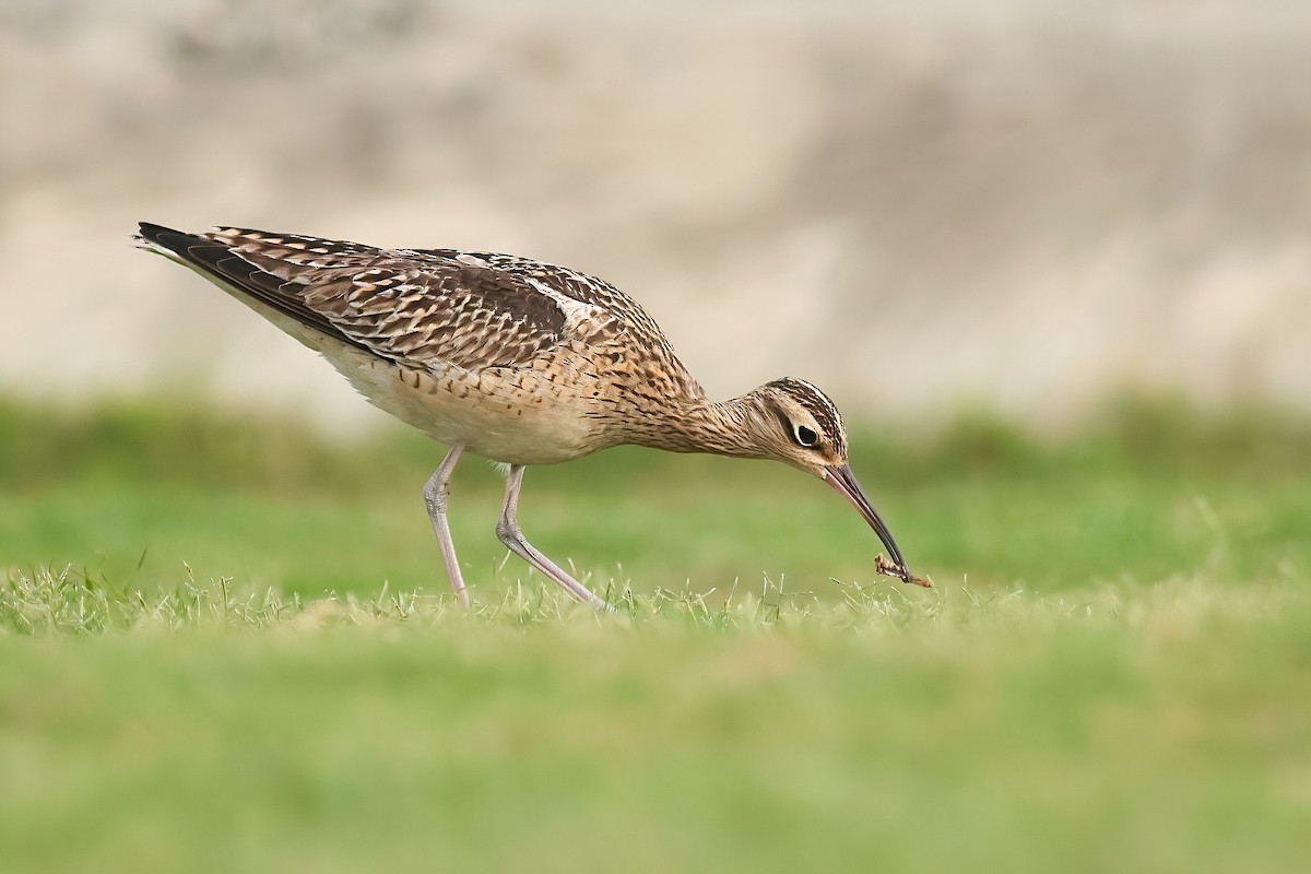 Little Curlew - ML646280012
