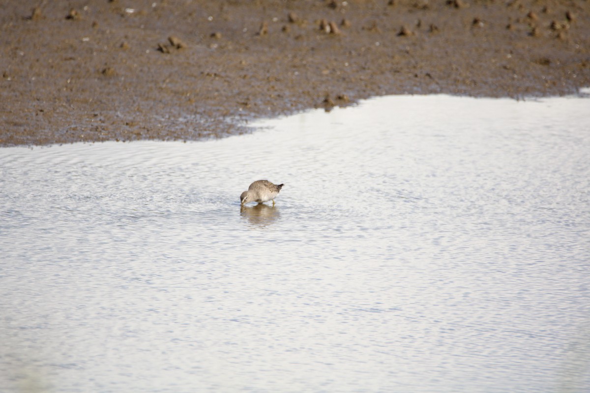 Long-billed Dowitcher - ML646280016