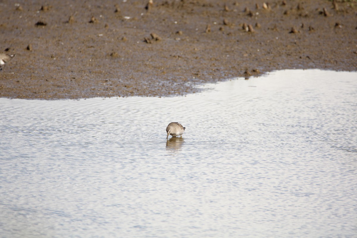 Long-billed Dowitcher - ML646280017