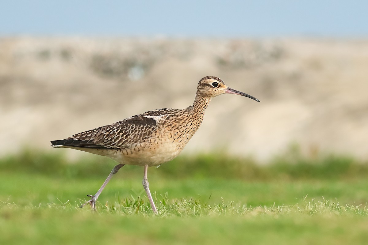 Little Curlew - ML646280024