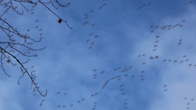 Snow Goose - ML646280041