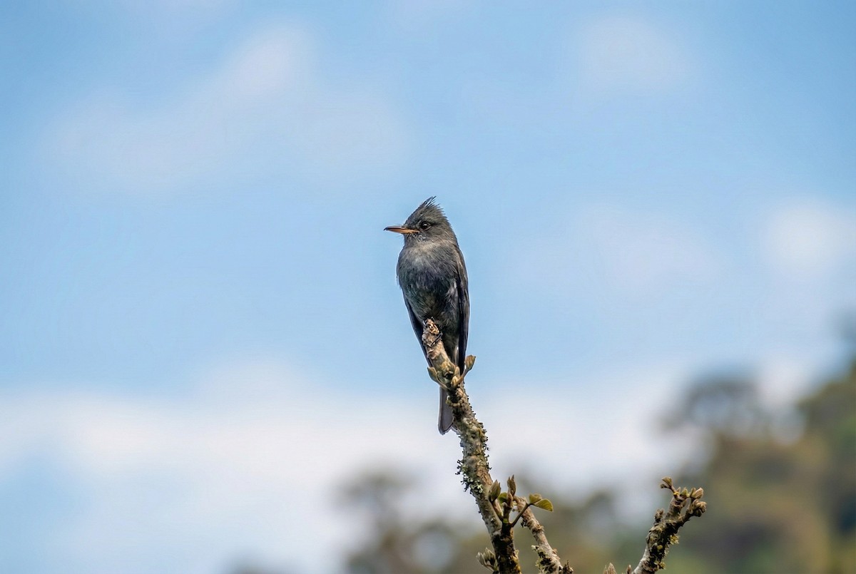 Dark Pewee - ML646280046