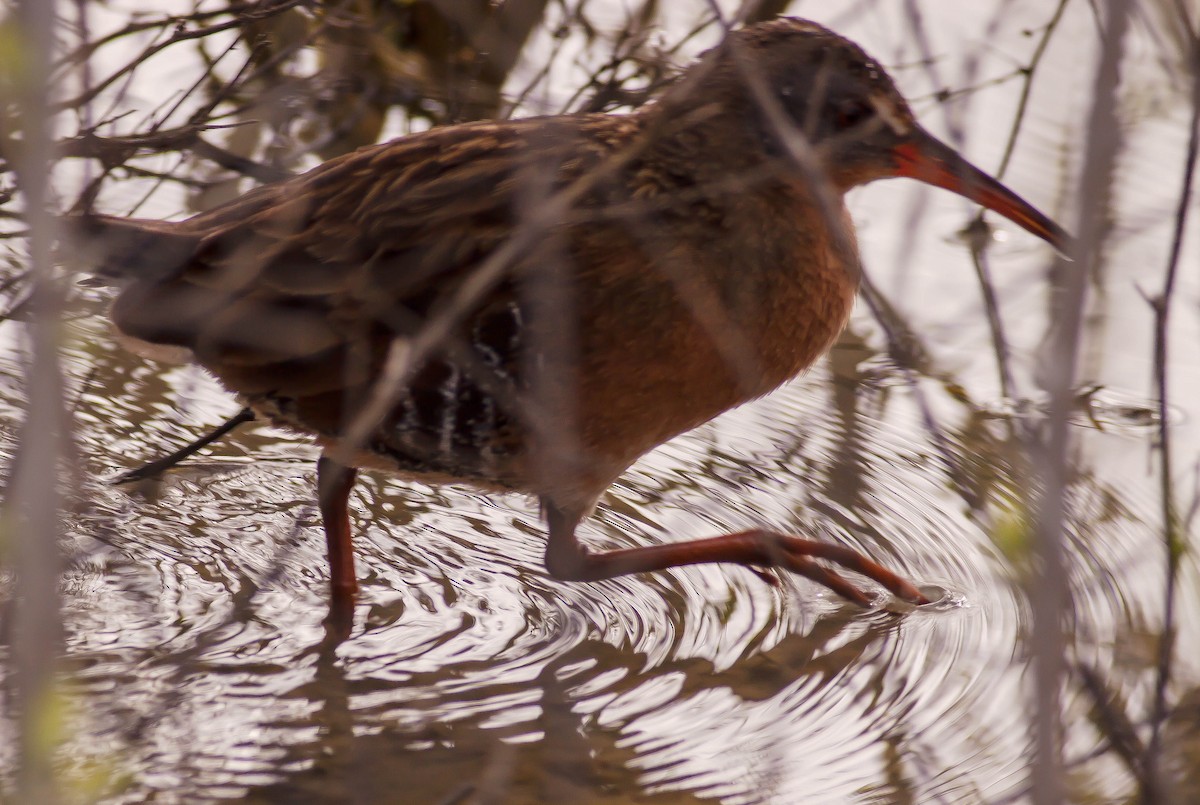 Пастушок віргінський - ML646280051
