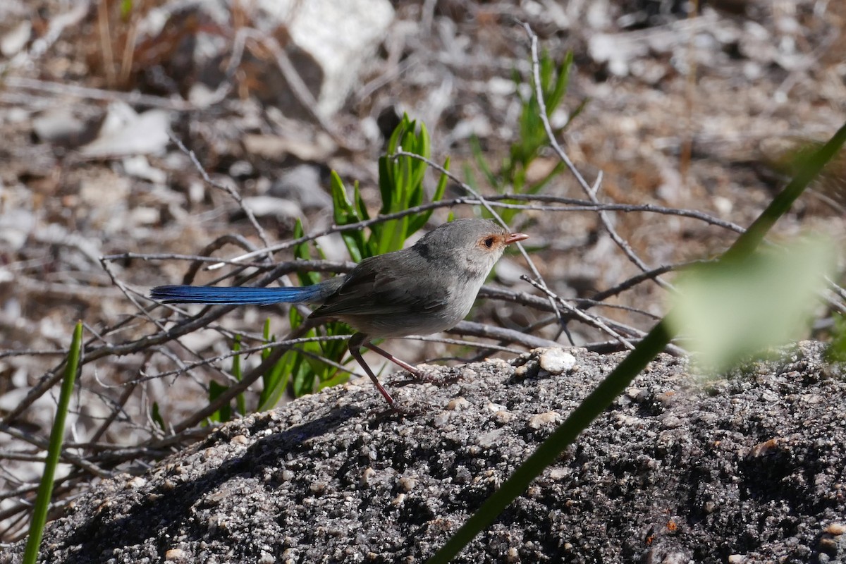 Splendid Fairywren - ML646280053