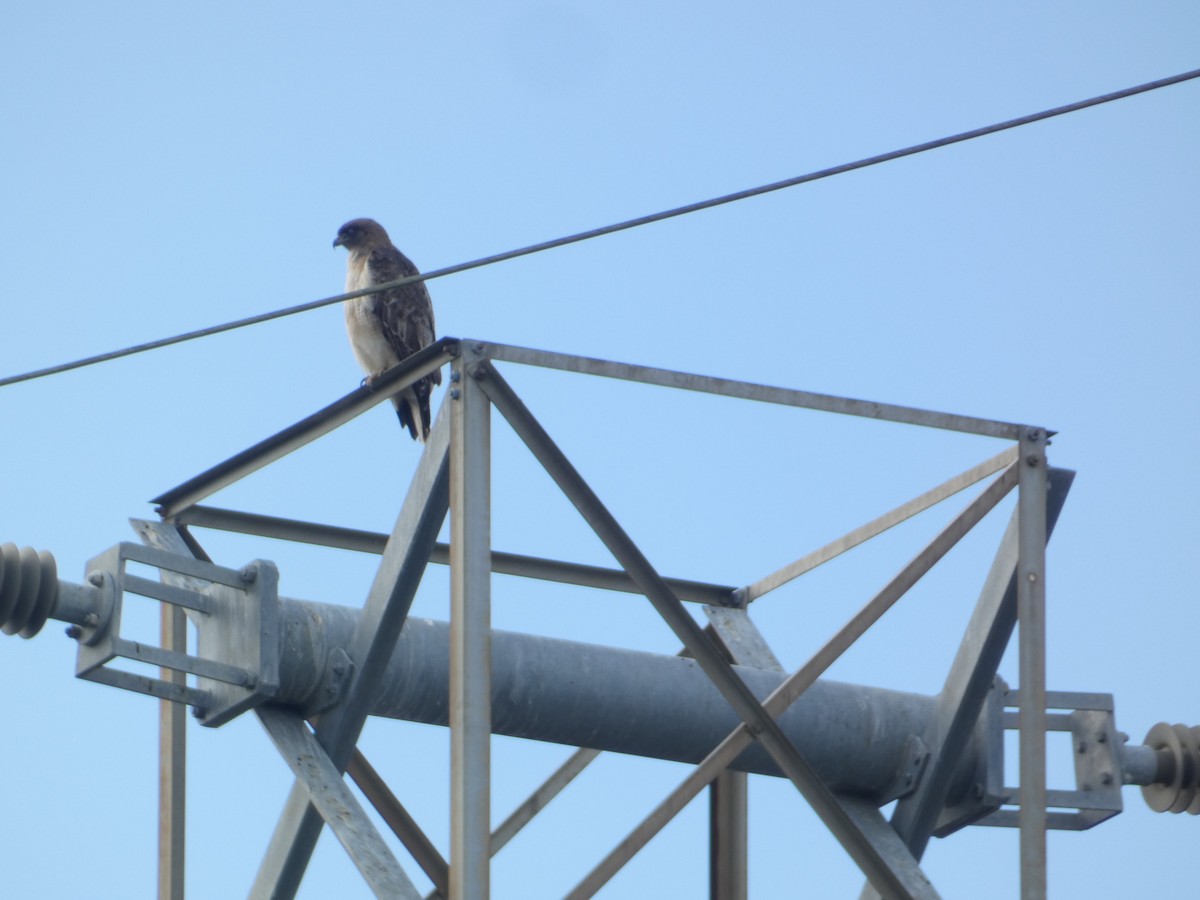 Busardo Colirrojo - ML646280056