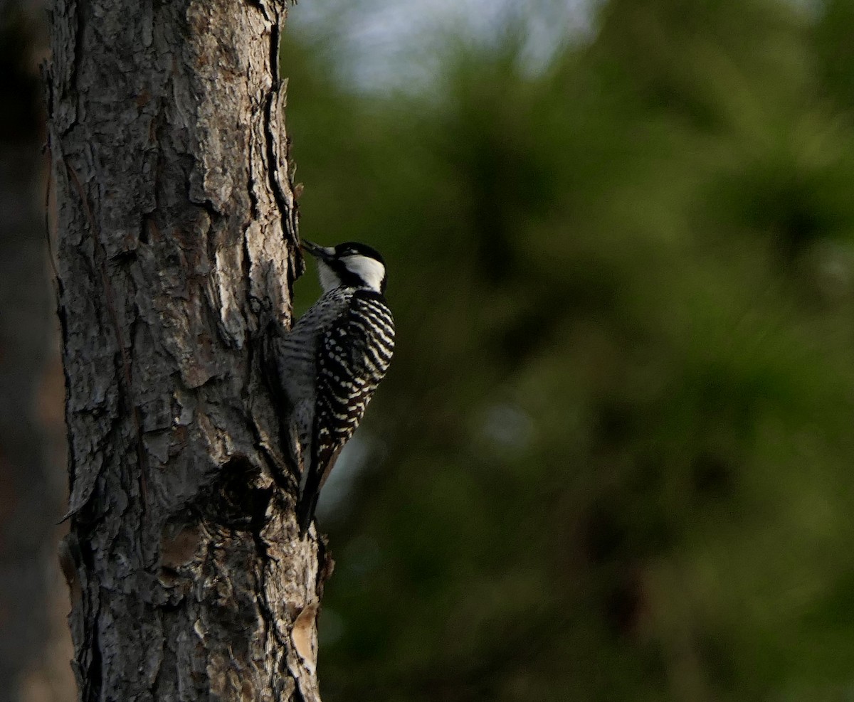 Red-cockaded Woodpecker - ML646280071