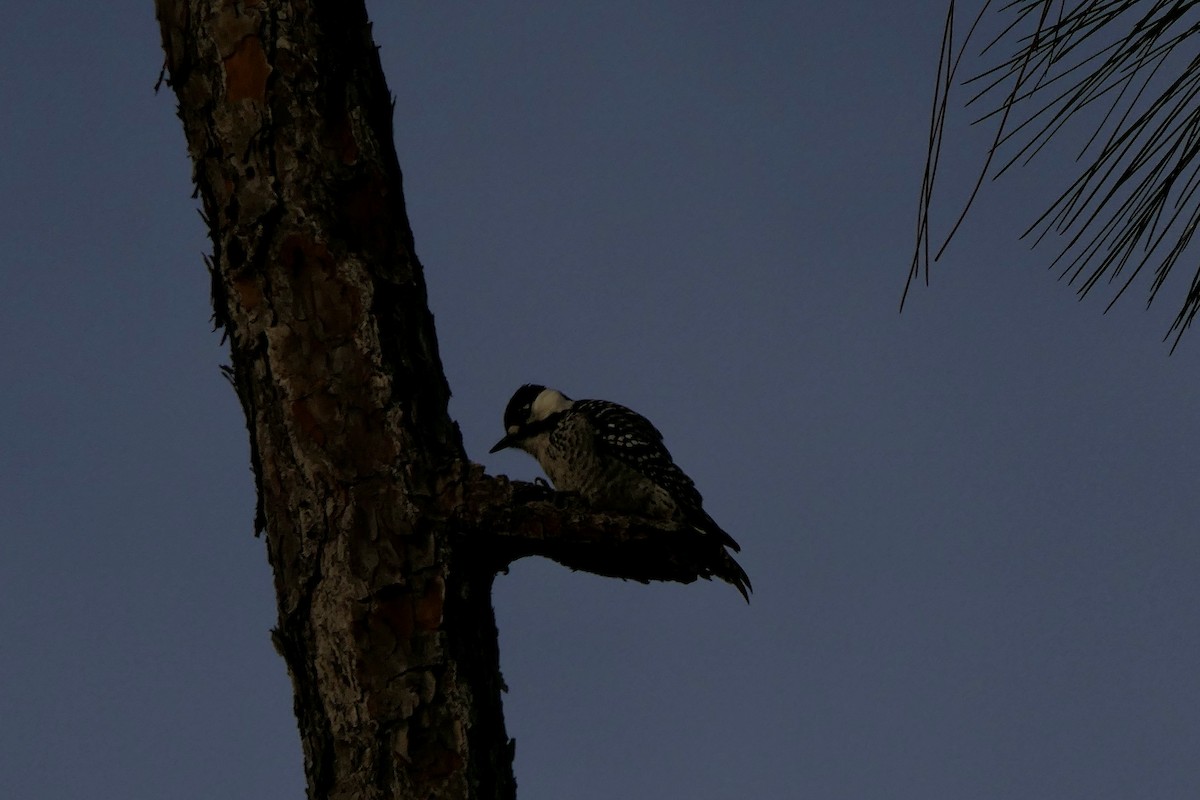 Red-cockaded Woodpecker - ML646280072