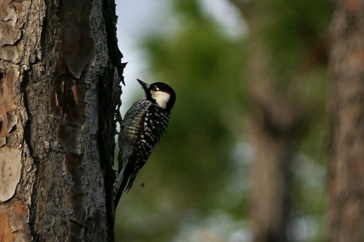 Red-cockaded Woodpecker - ML646280073
