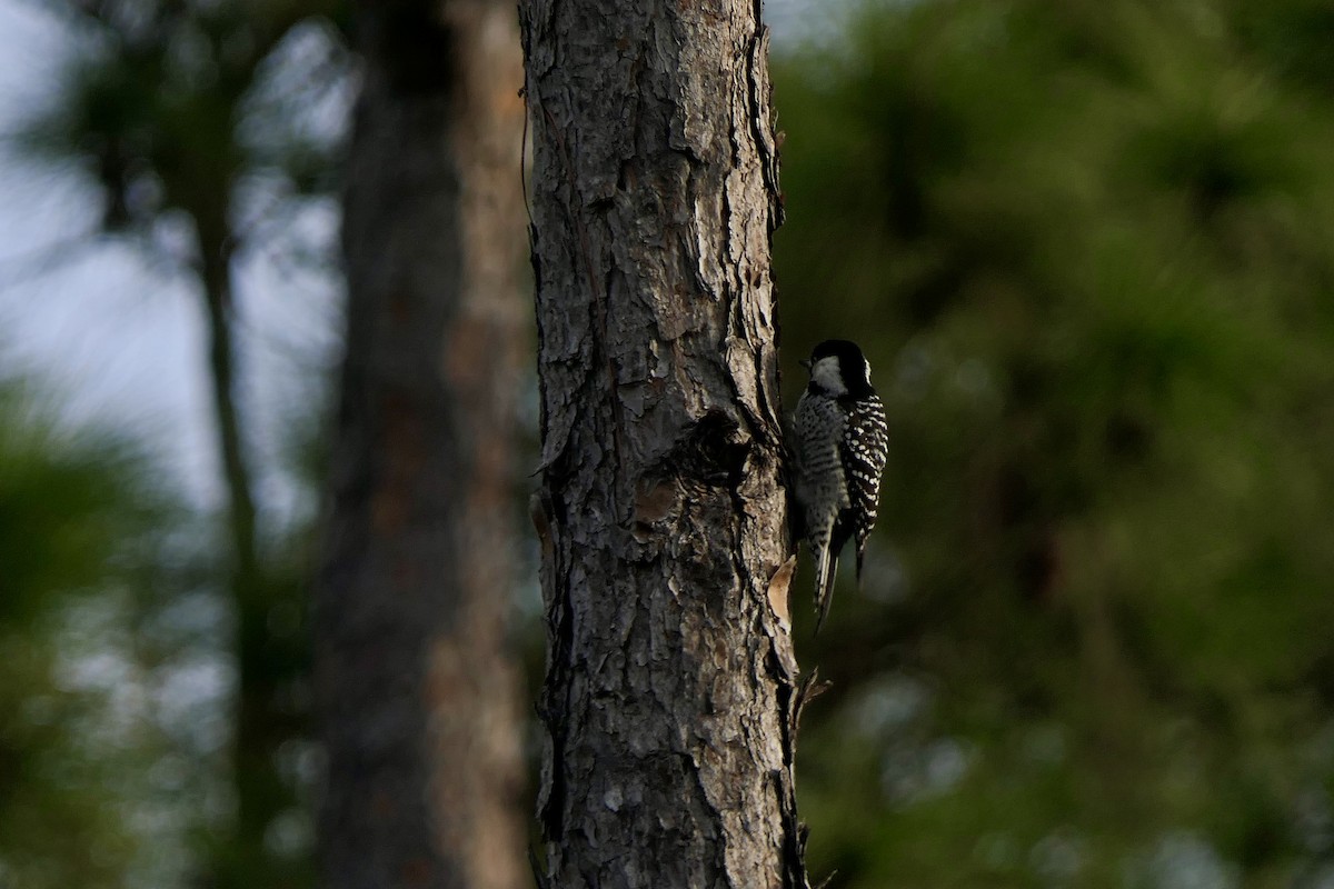 Red-cockaded Woodpecker - ML646280074