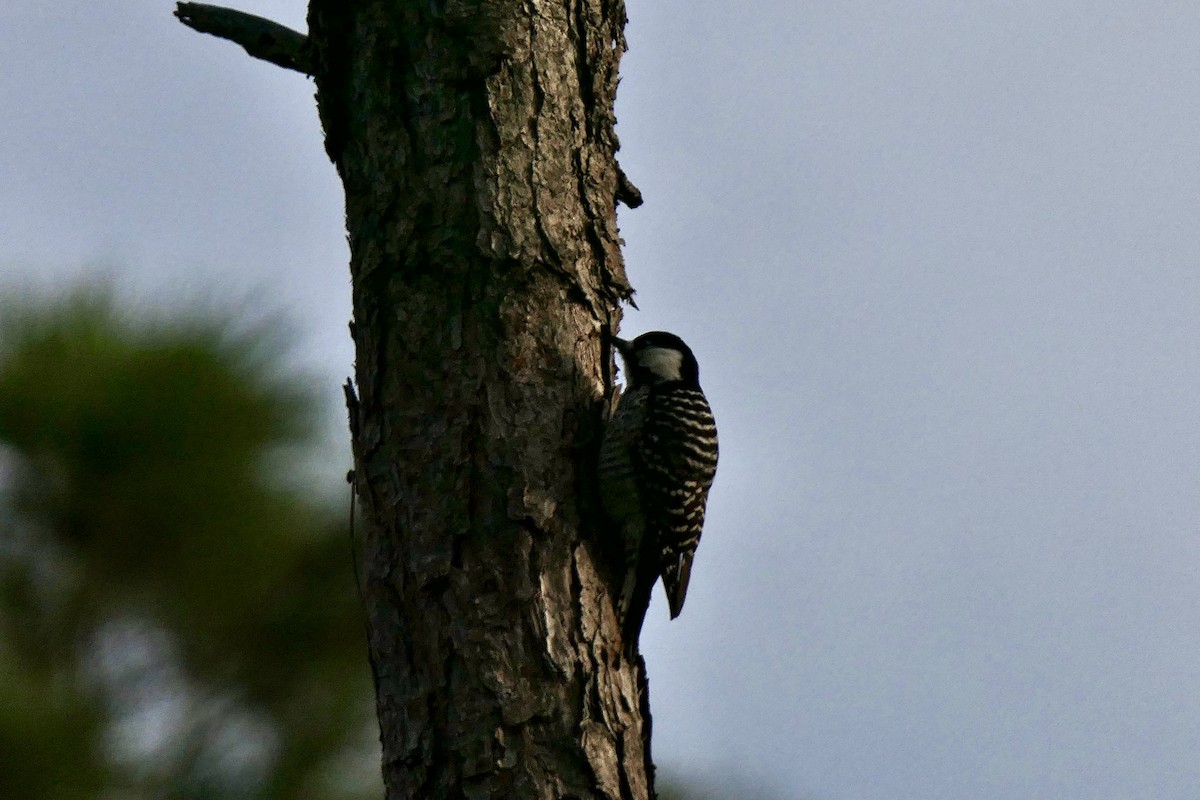Red-cockaded Woodpecker - ML646280075