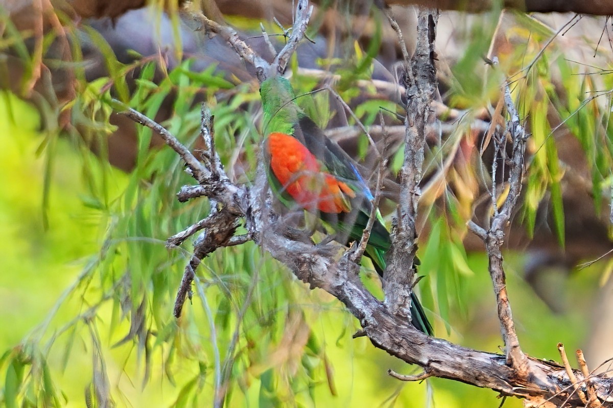 Kırmızı Kanatlı Papağan - ML646280076