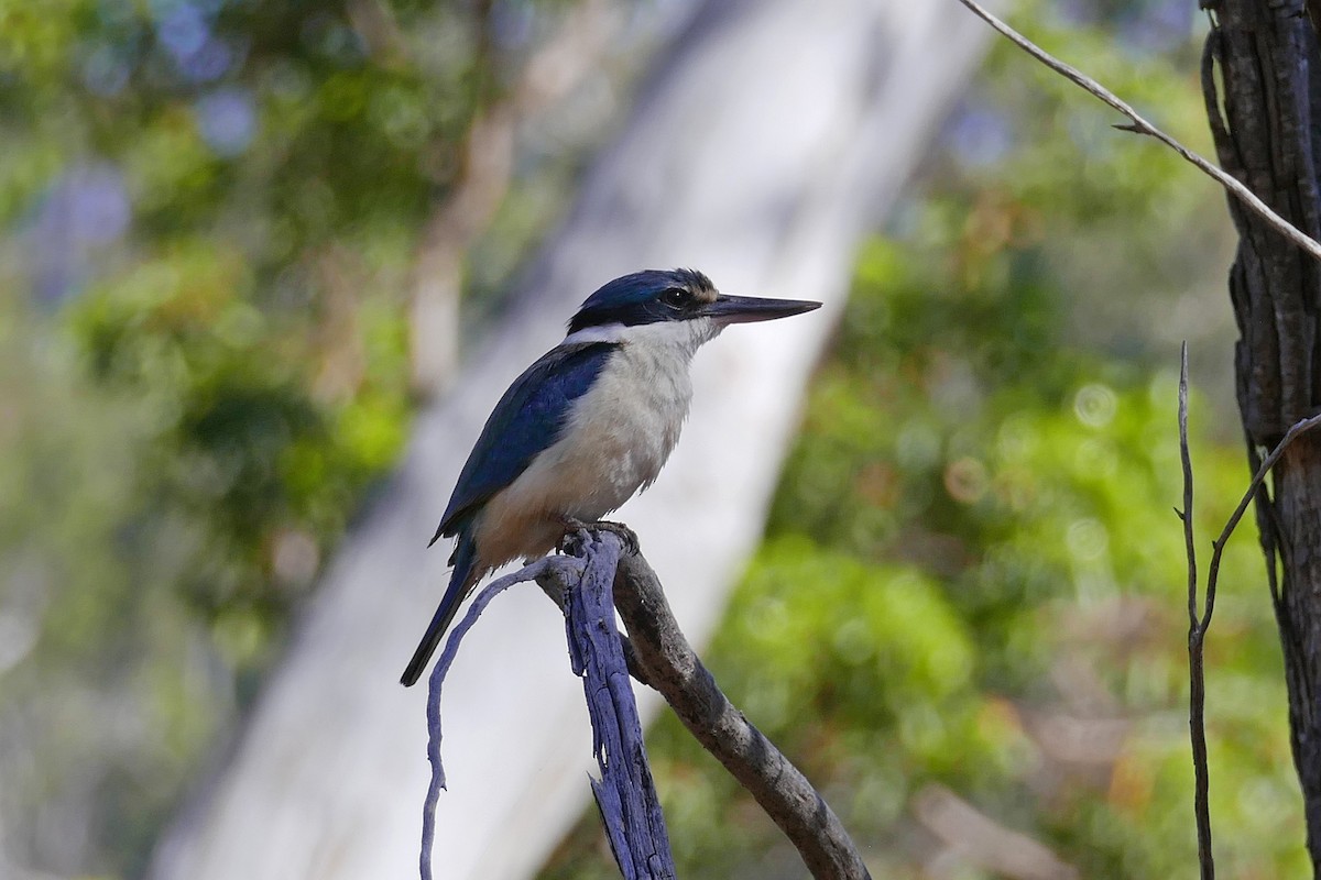 Sacred Kingfisher - ML646280079