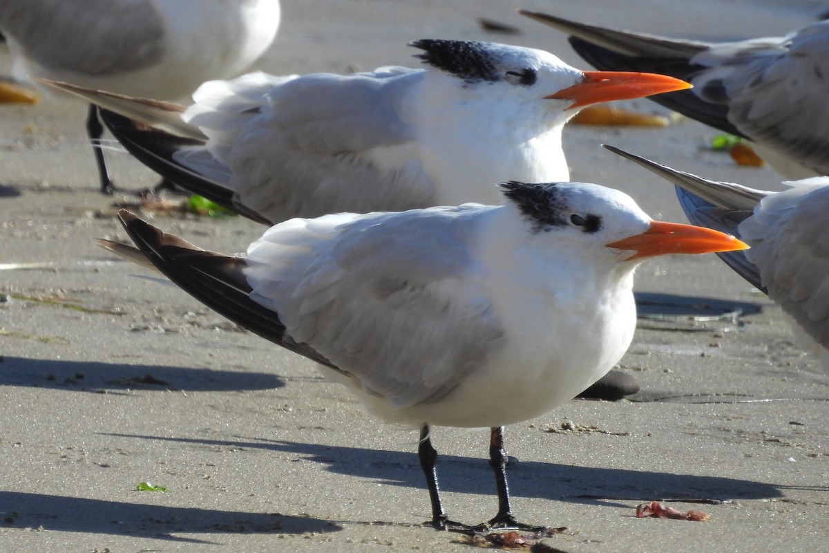 Royal Tern - ML646280080