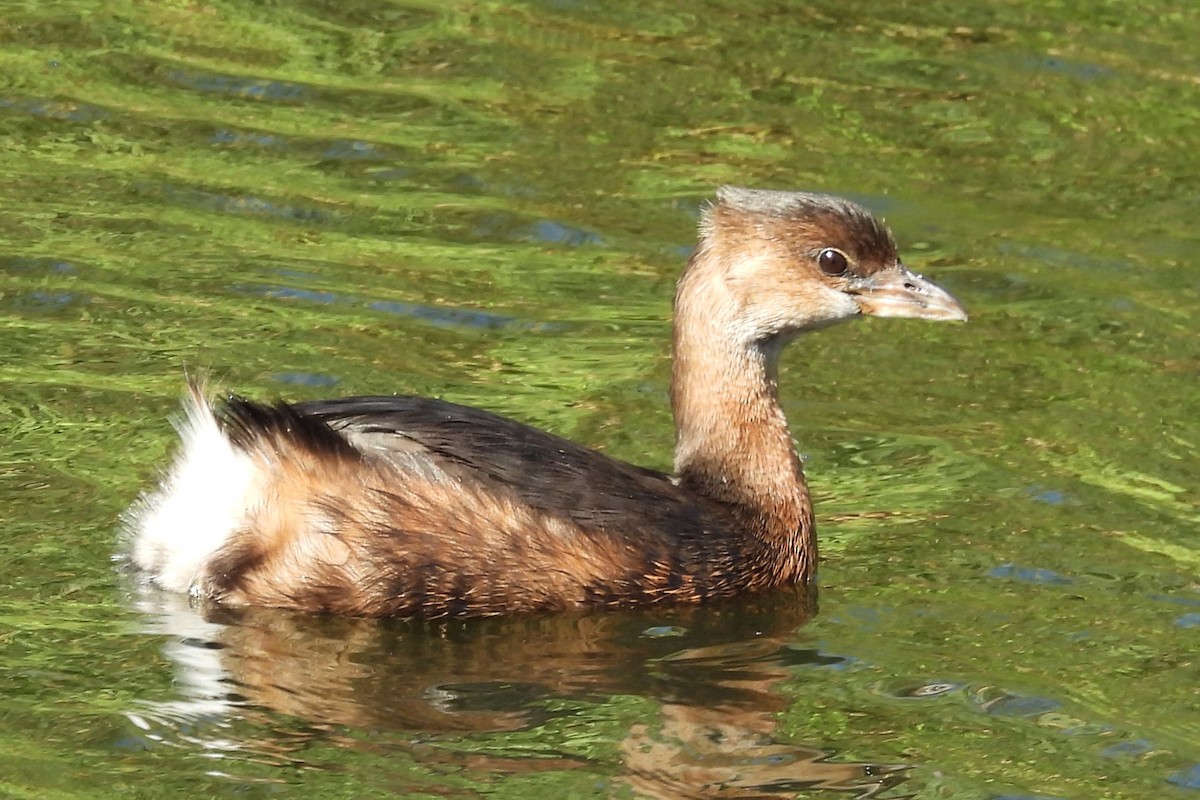 Pied-billed Grebe - ML646280083