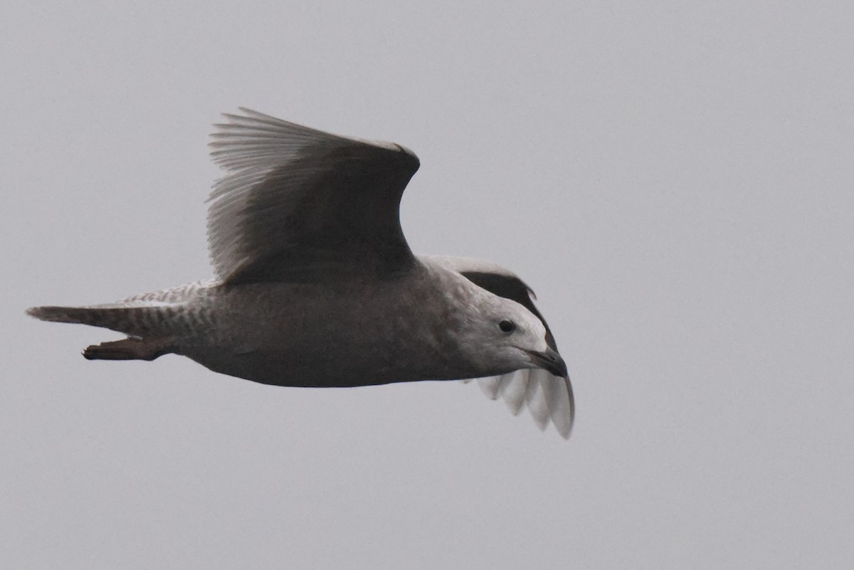 Iceland Gull (kumlieni) - ML646280084