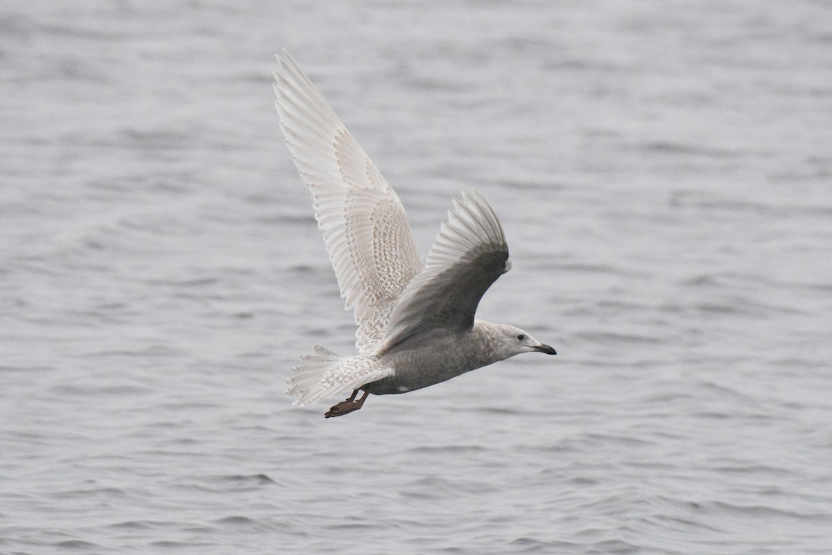 Iceland Gull (kumlieni) - ML646280085