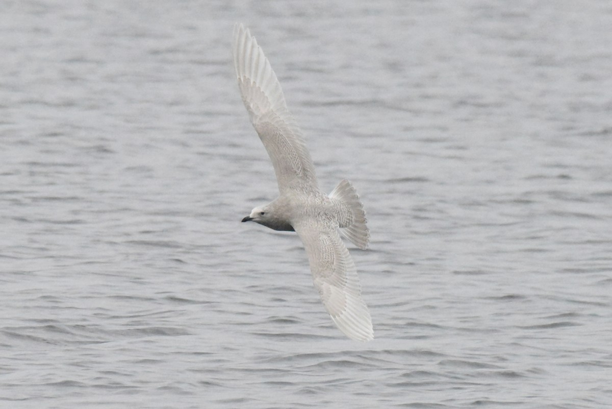 Iceland Gull (kumlieni) - ML646280086