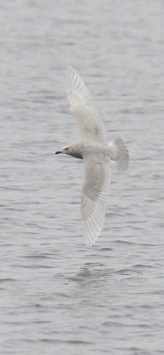 Iceland Gull (kumlieni) - ML646280087